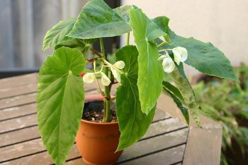 B. ‘Lime’